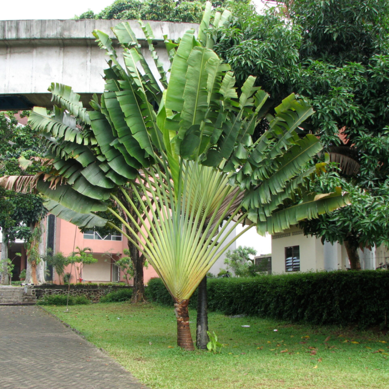 travellers palm